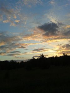 охота фазанов подмосковье фото №176