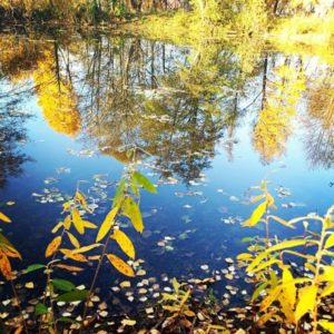 охота фазанов подмосковье фото №182