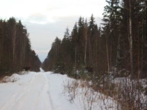 охота фазанов подмосковье фото №234