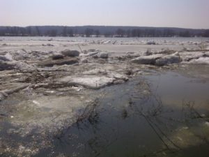 Охота на фазана в Подмосковье фото №286
