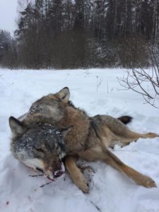 Охота на фазана в Подмосковье фото №321