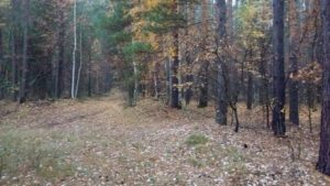 Охота на фазана в Подмосковье фото №326