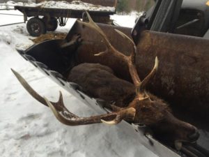 Охота на фазана в Подмосковье фото №329