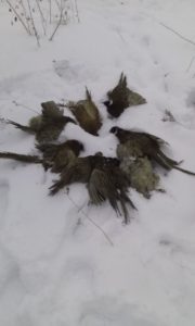 Охота на фазана в Подмосковье фото №346