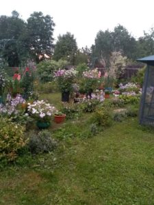 Охота на фазана в Подмосковье фото №352