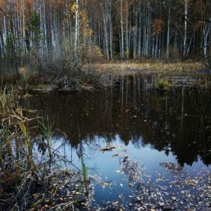 Охота на фазана в Подмосковье фото №371