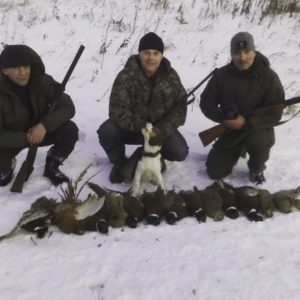 Охота на фазана в Подмосковье фото №374