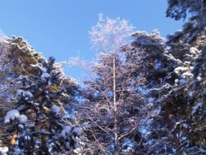 Охота на фазана в Подмосковье фото №411