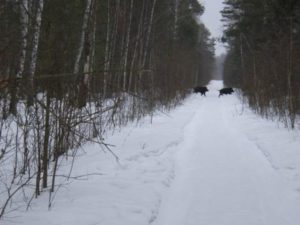 Охота на фазана в Подмосковье фото №415