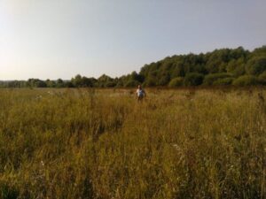 Охота на фазана в Подмосковье фото №426