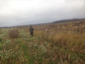 Охота на фазана в Подмосковье фото №484