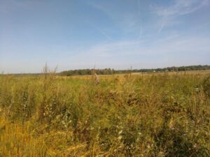 Охота на фазана в Подмосковье фото №563